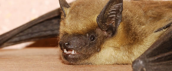 Lacey bat control